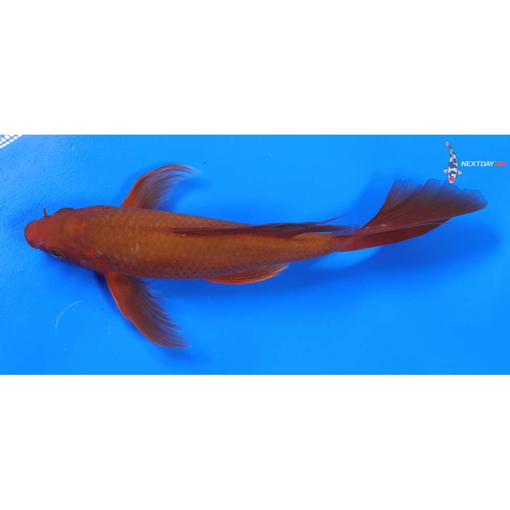 8” Imported Chagoi Butterfly Koi