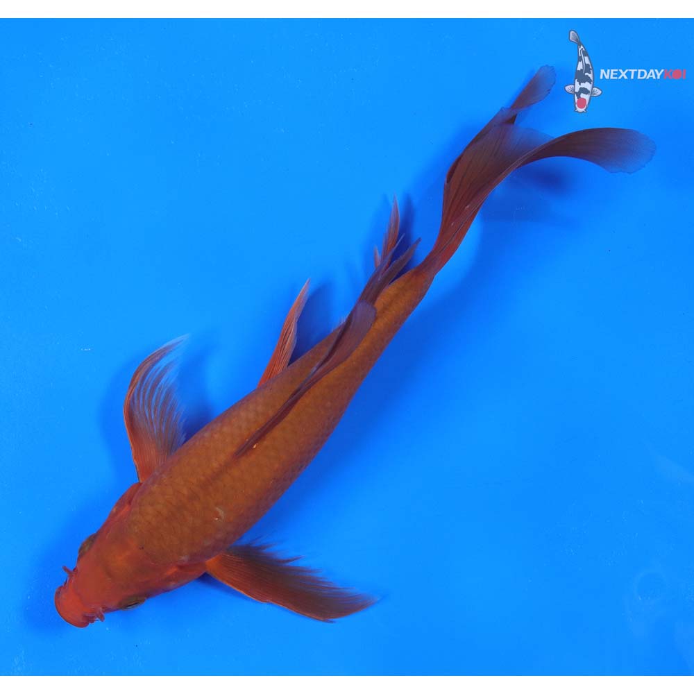8” Imported Chagoi Butterfly Koi