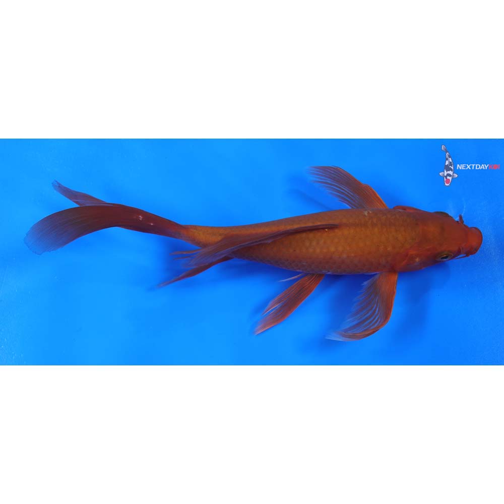 8” Imported Chagoi Butterfly Koi