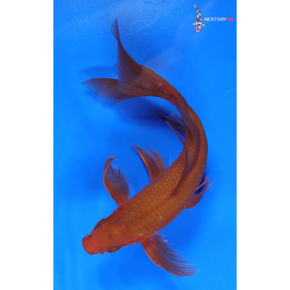 8” Imported Chagoi Butterfly Koi