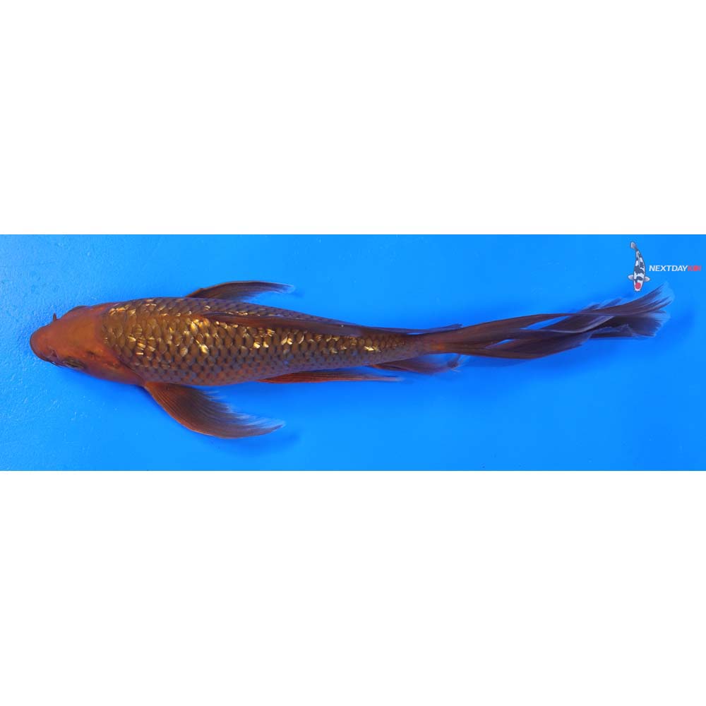 9” Imported Gin Rin Chagoi Butterfly Koi