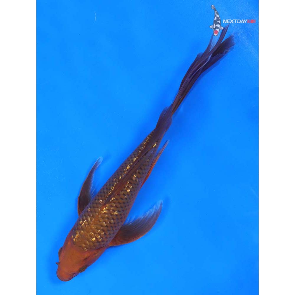 9” Imported Gin Rin Chagoi Butterfly Koi