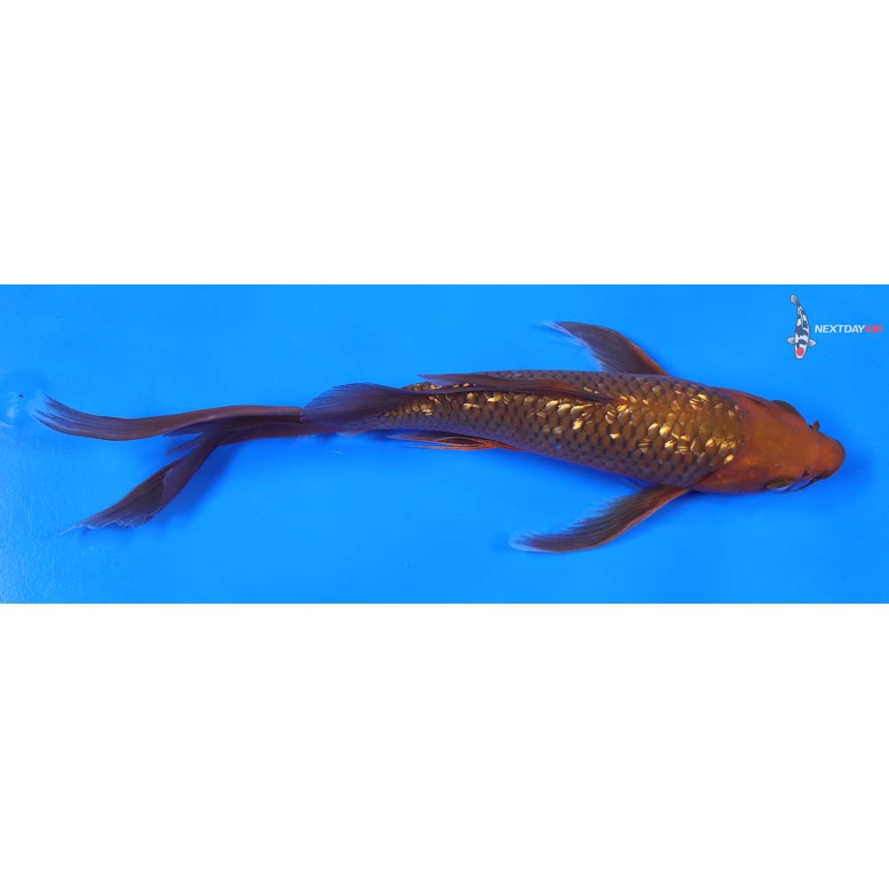 9” Imported Gin Rin Chagoi Butterfly Koi