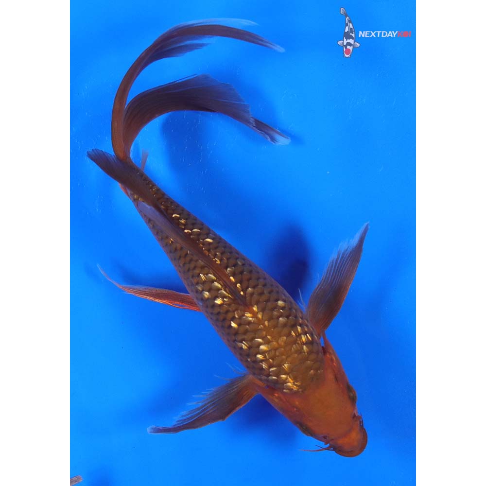 9” Imported Gin Rin Chagoi Butterfly Koi