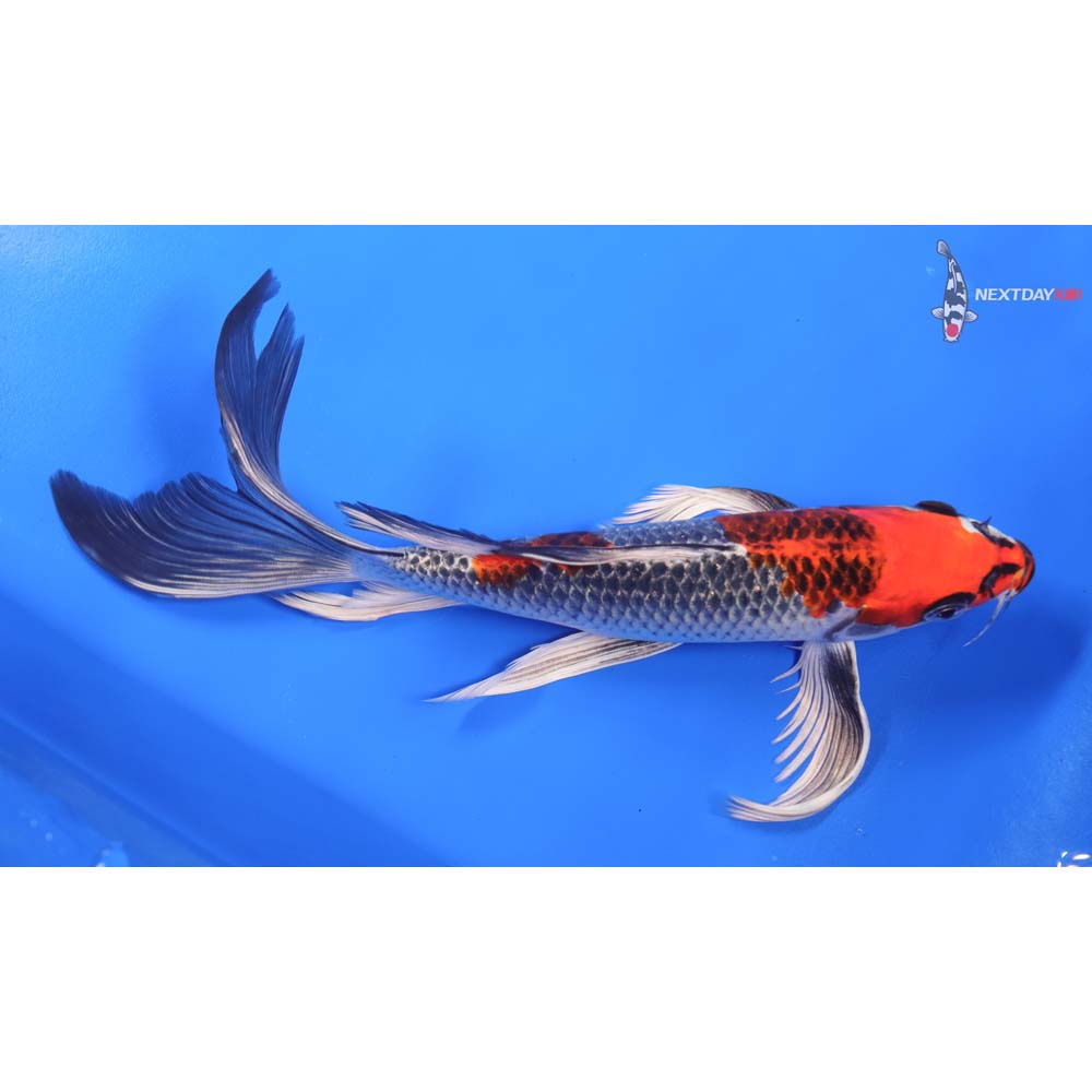 9” Imported Kujaku Butterfly Koi