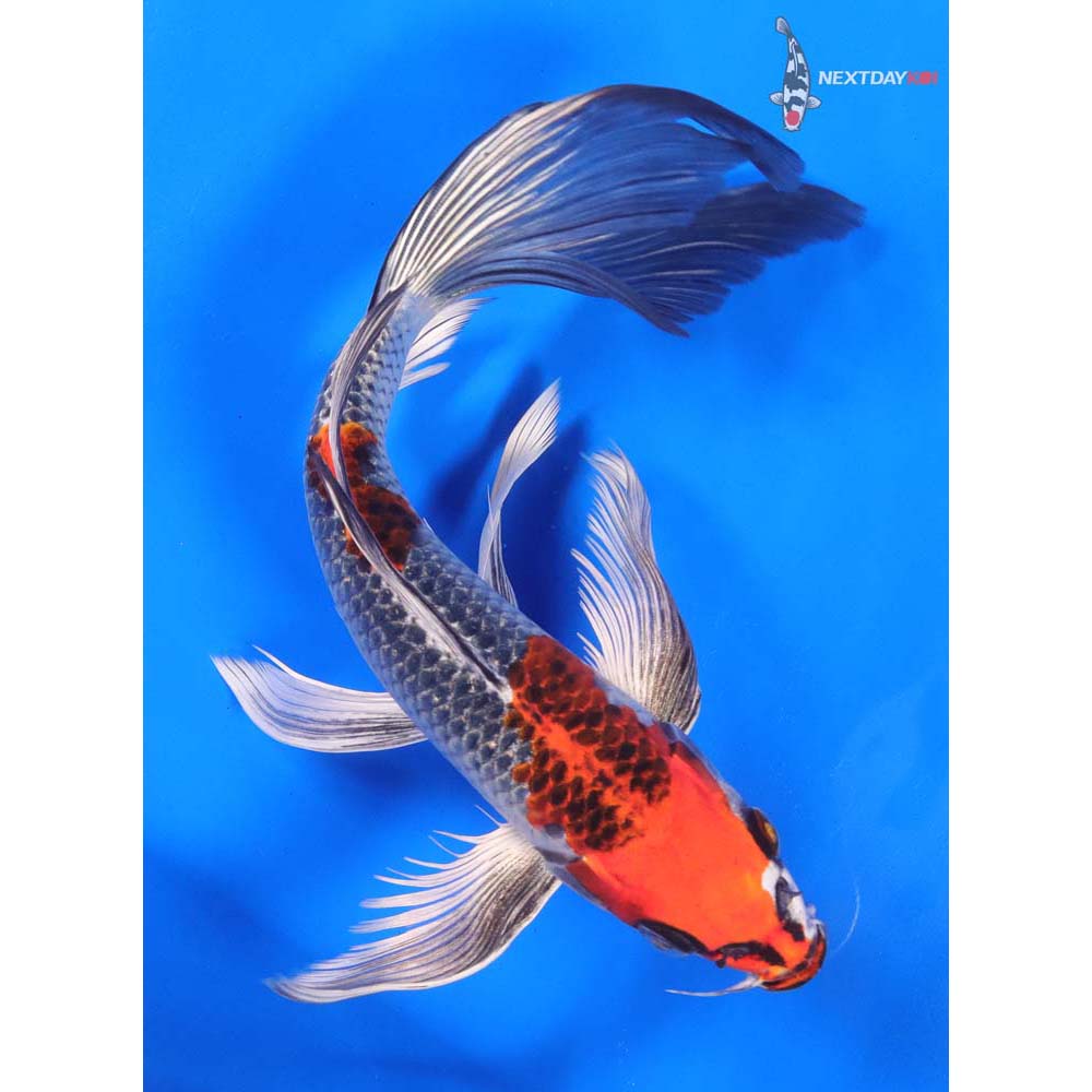 9” Imported Kujaku Butterfly Koi
