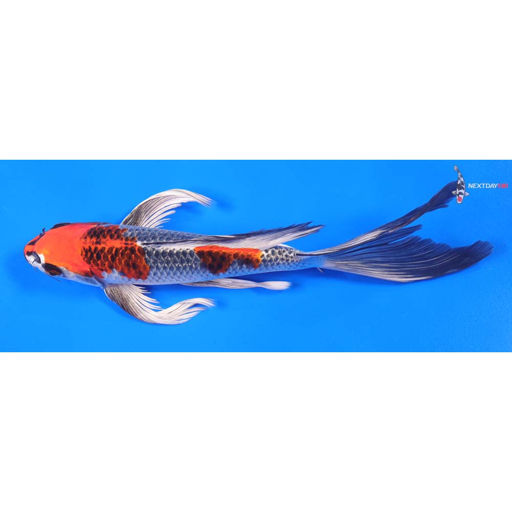 9” Imported Kujaku Butterfly Koi