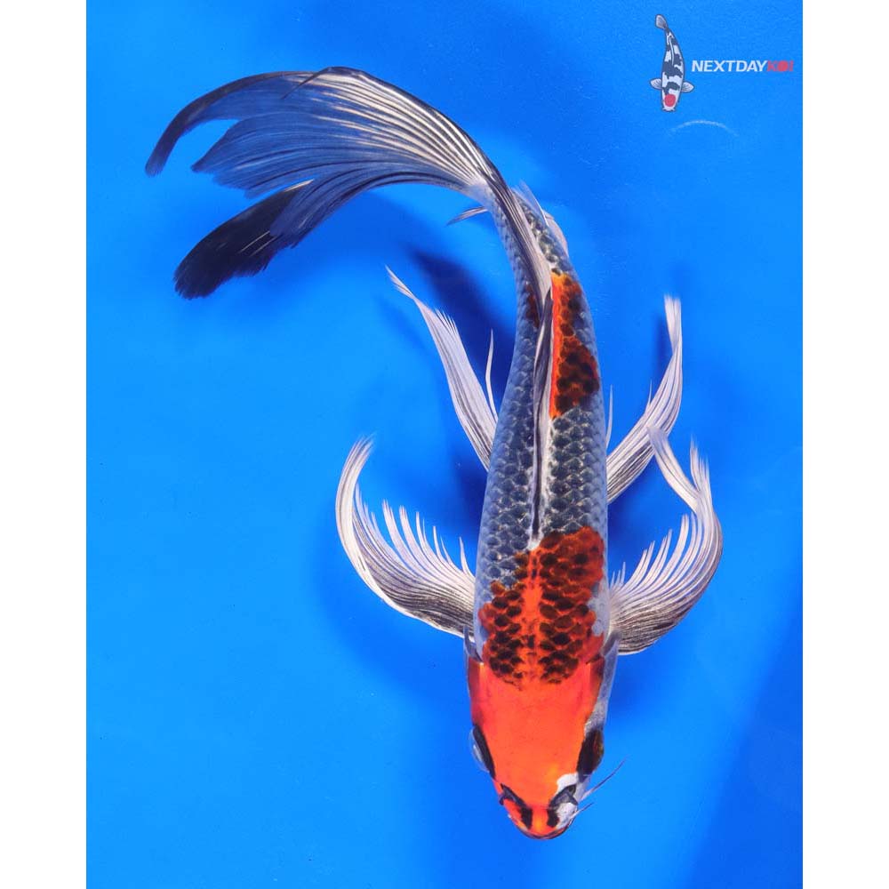 9” Imported Kujaku Butterfly Koi