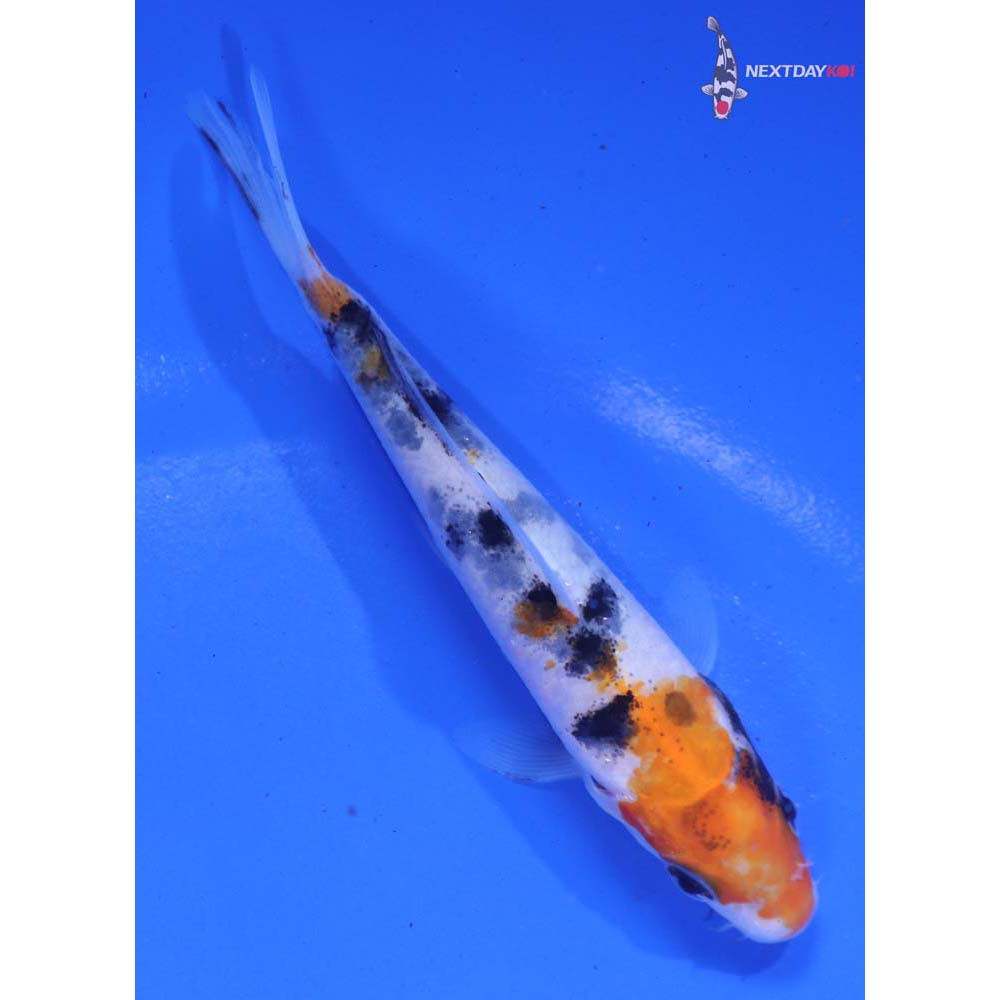 4” Imported Sanke