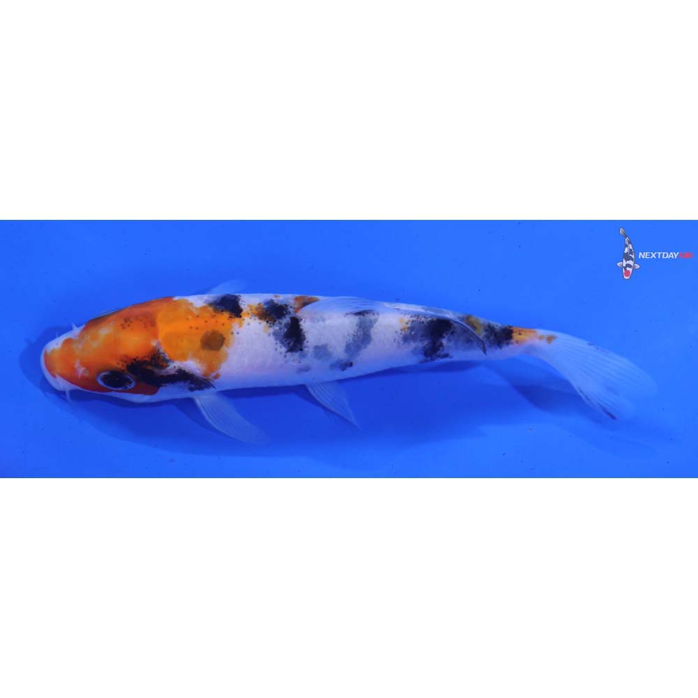 4” Imported Sanke