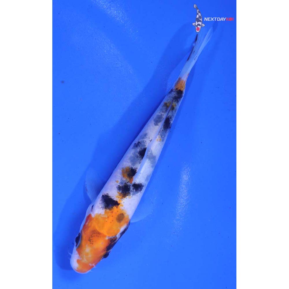 4” Imported Sanke