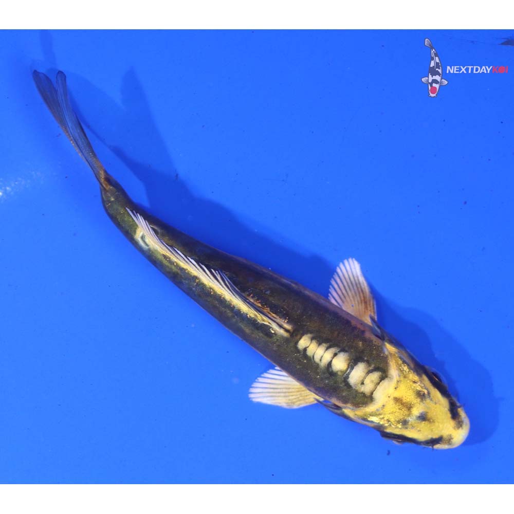 4” Imported Doitsu Ki Matsuba