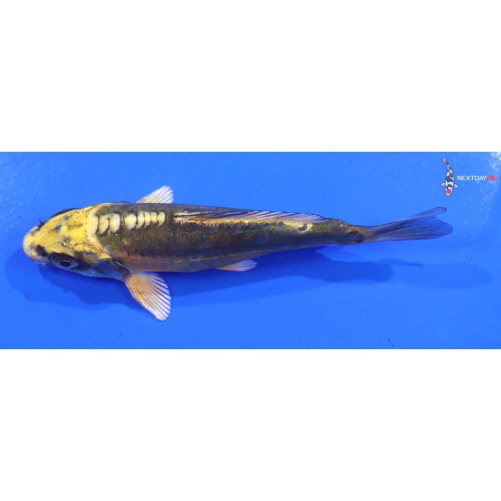 4” Imported Doitsu Ki Matsuba