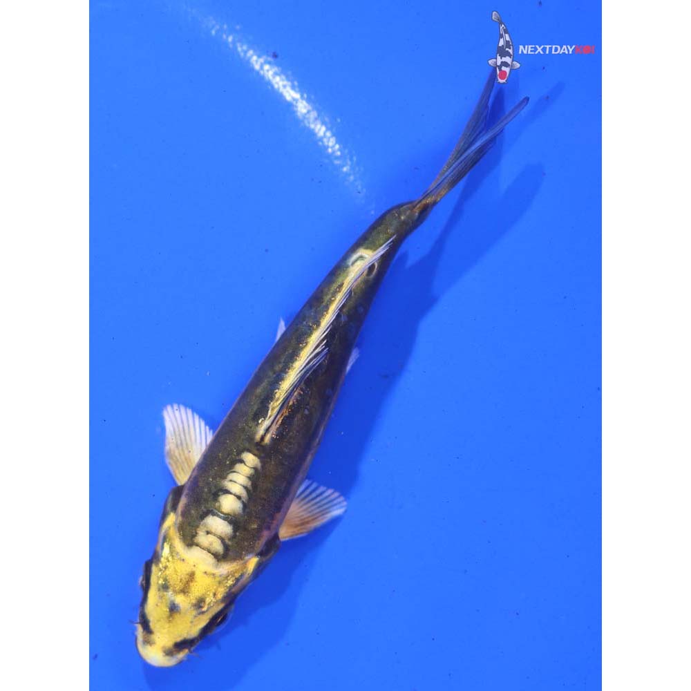 4” Imported Doitsu Ki Matsuba