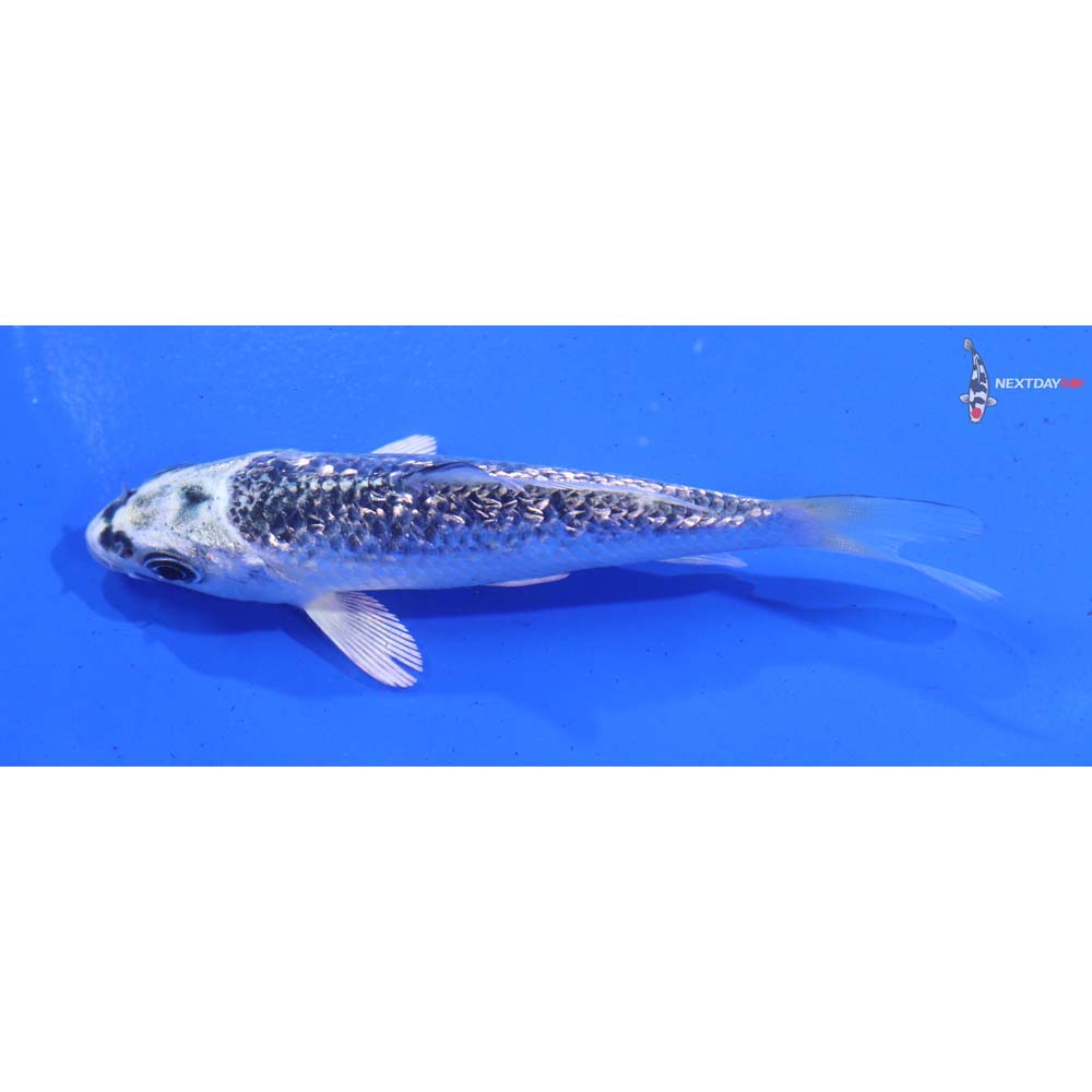 4” Imported Gin Rin Gin Matsuba