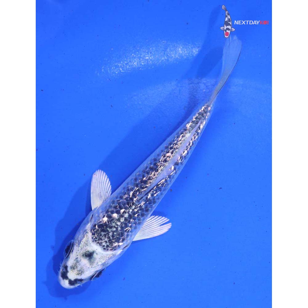 4” Imported Gin Rin Gin Matsuba