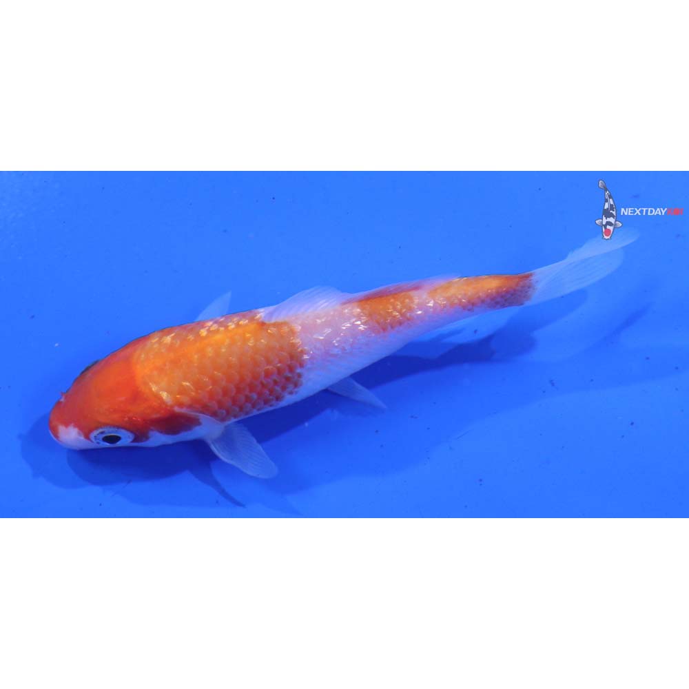 4” Imported Gin Rin Kohaku