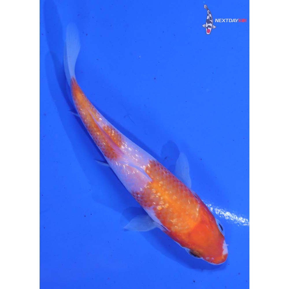 4” Imported Gin Rin Kohaku