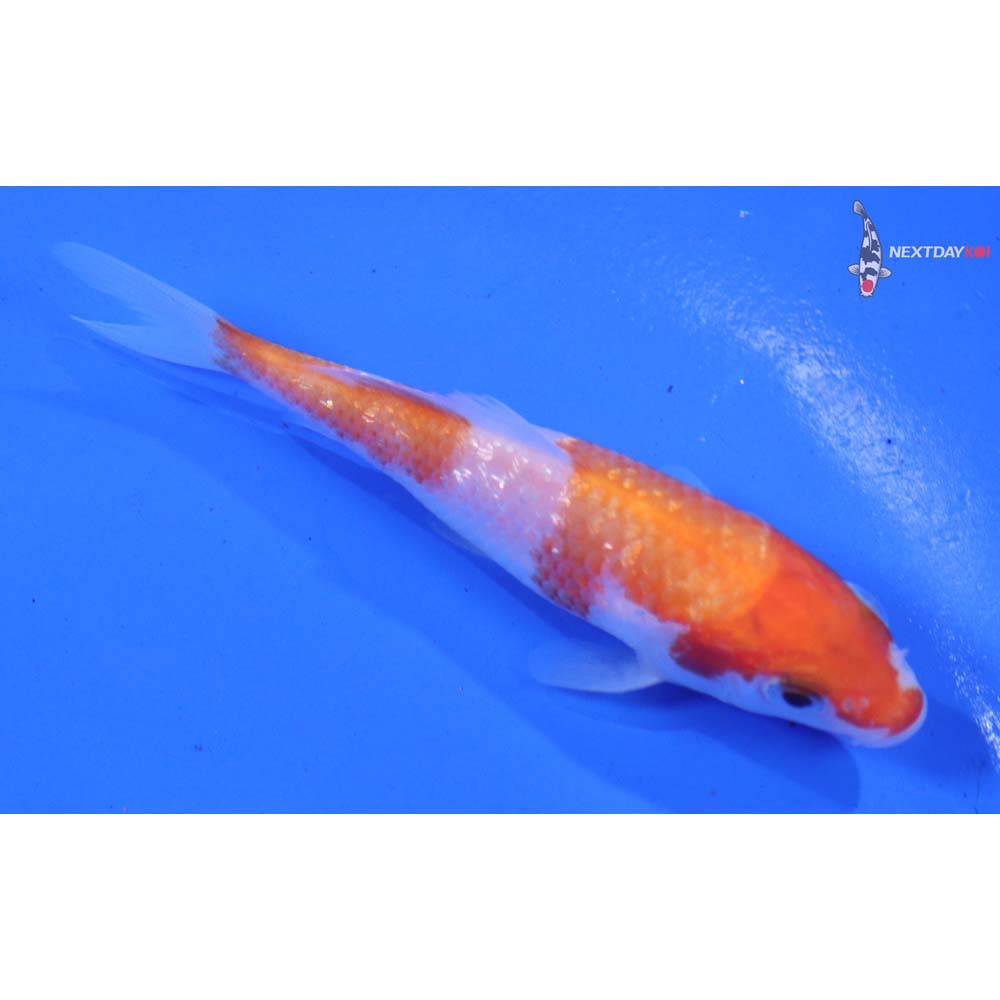 4” Imported Gin Rin Kohaku