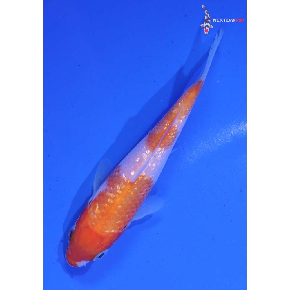 4” Imported Gin Rin Kohaku