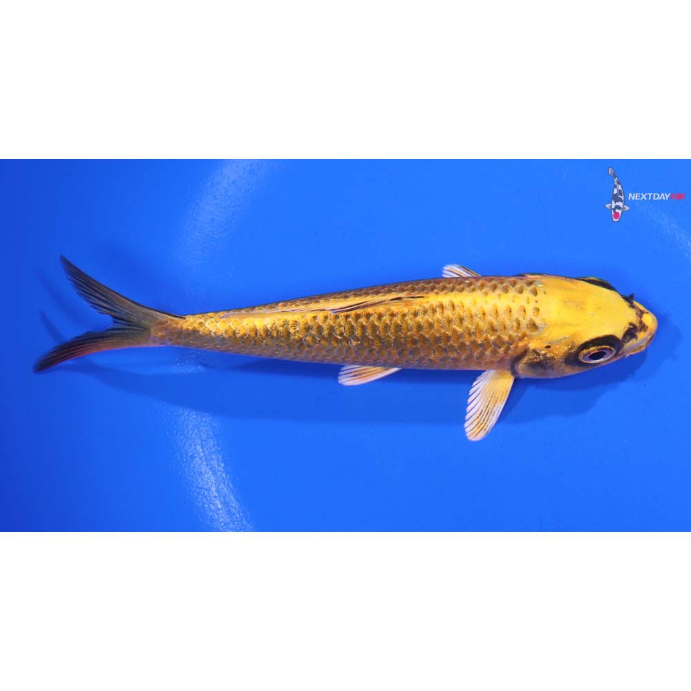 5” Imported Ki Matsuba