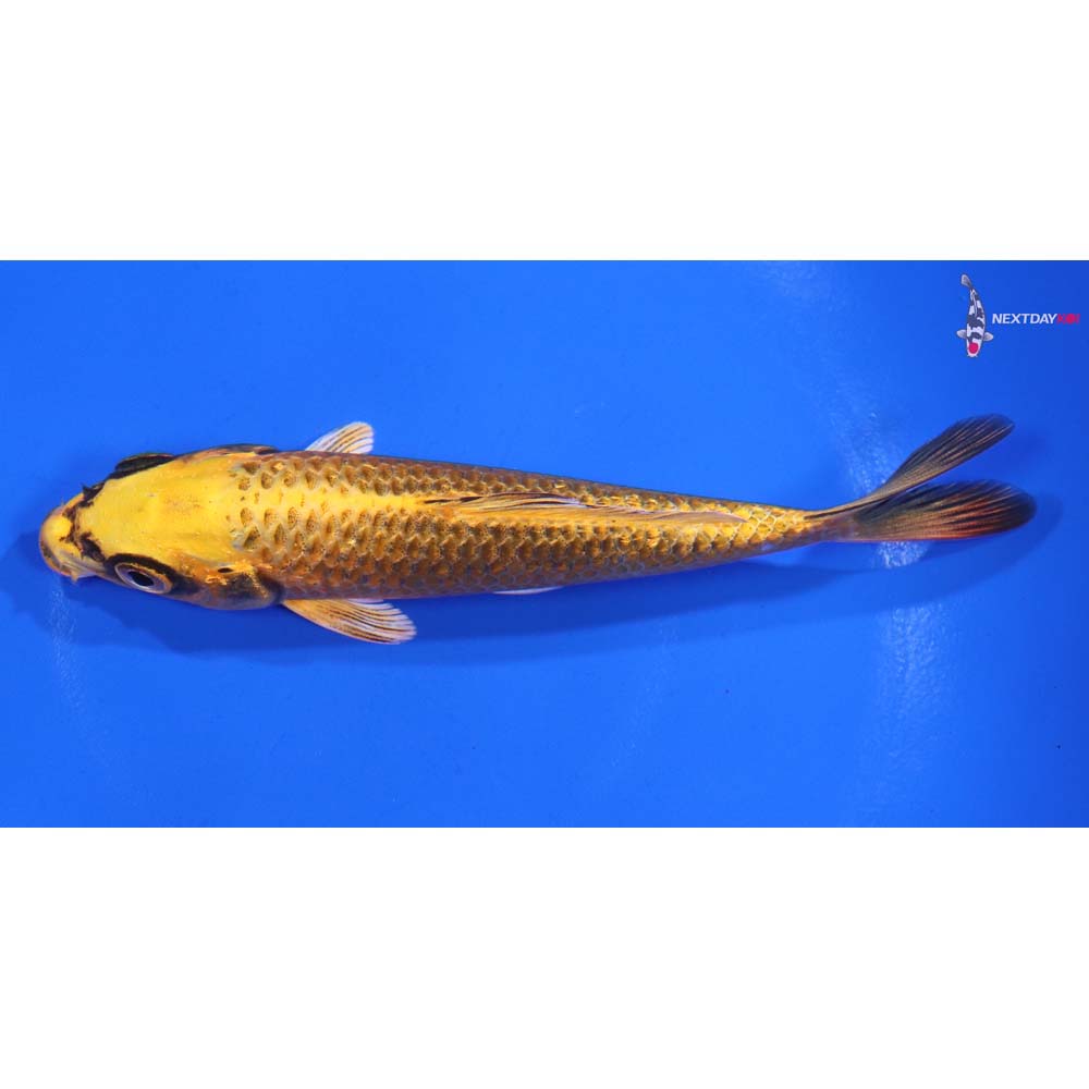 5” Imported Ki Matsuba