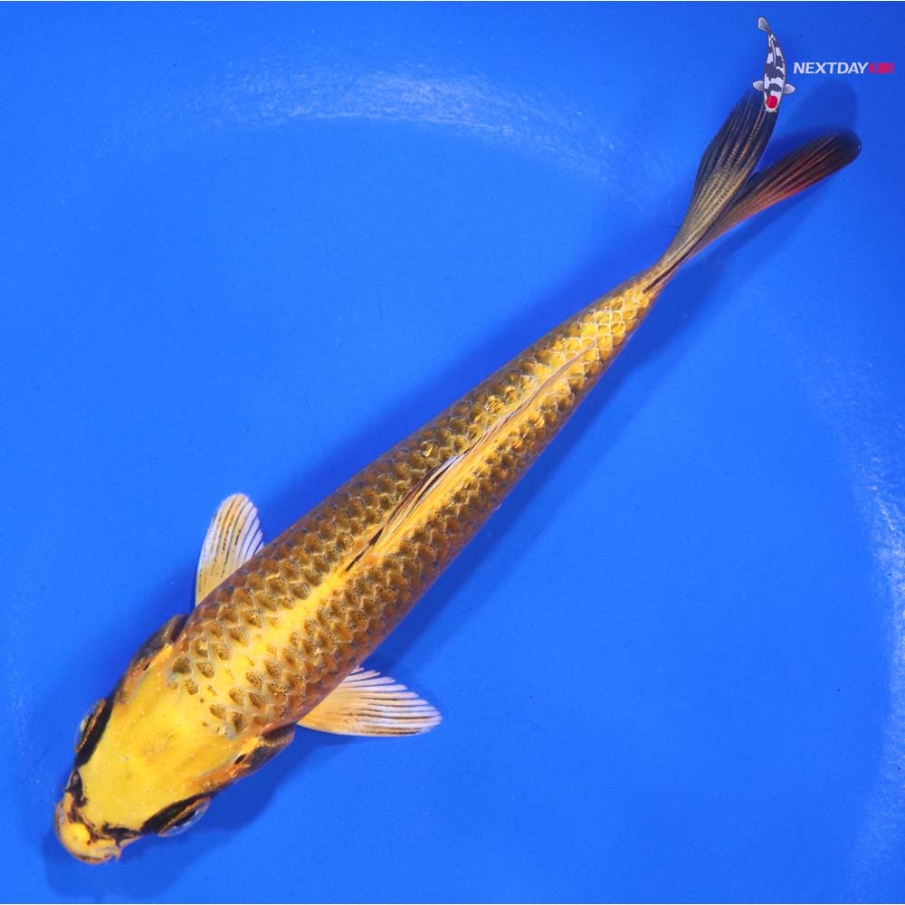 5” Imported Ki Matsuba