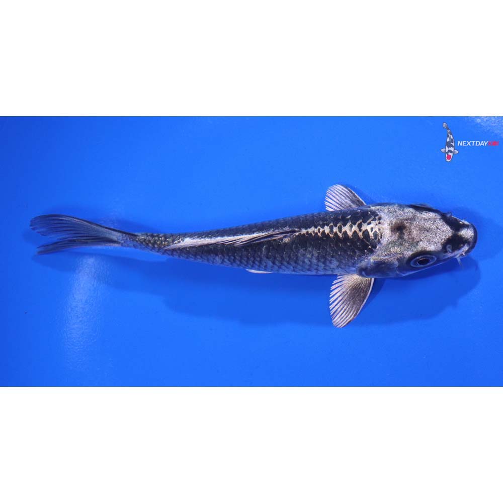 5” Imported Gin Matsuba