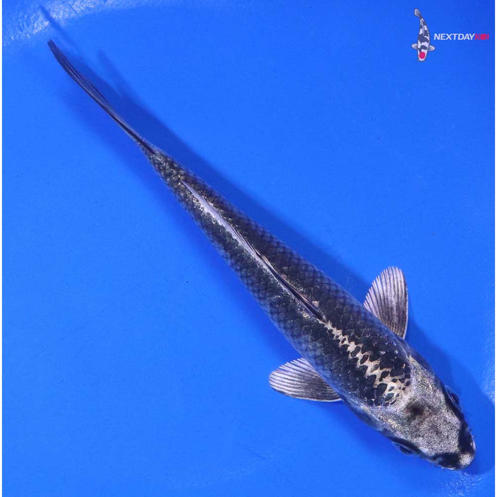 5” Imported Gin Matsuba