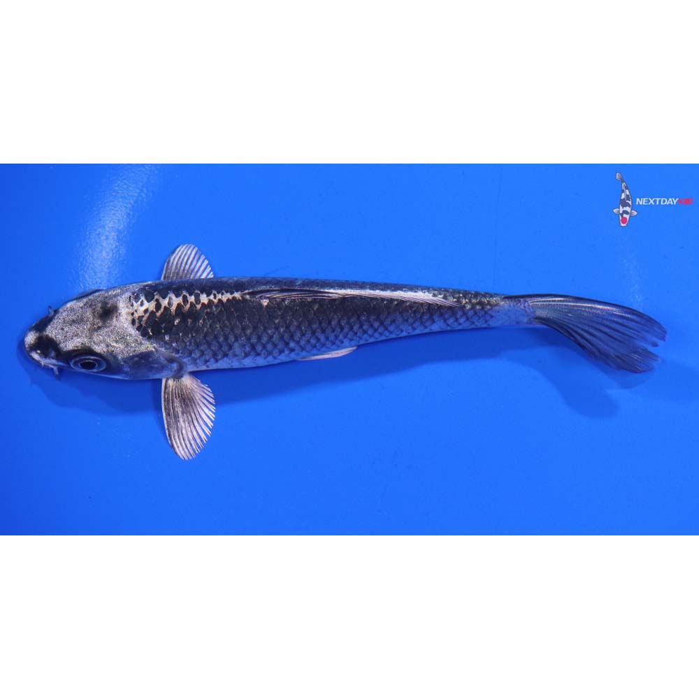 5” Imported Gin Matsuba