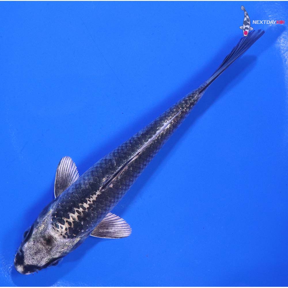 5” Imported Gin Matsuba