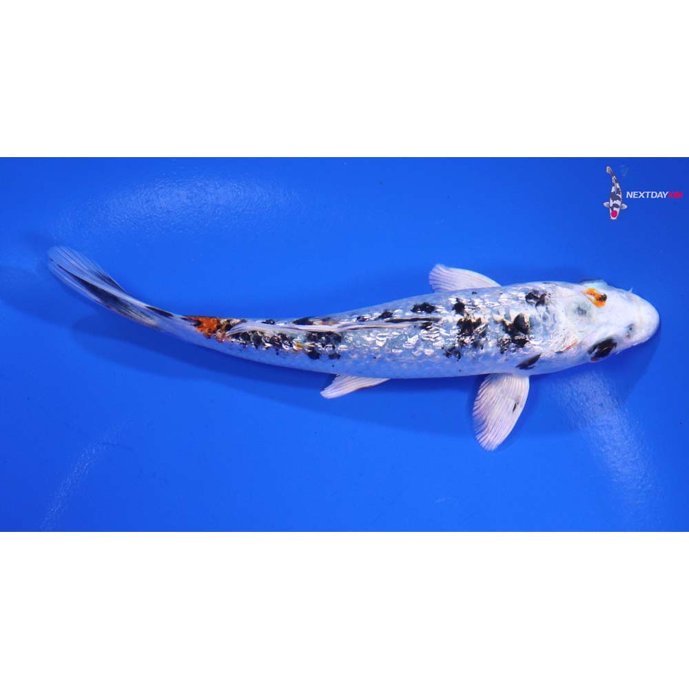 5” Imported Gin Rin Yamato Nishiki