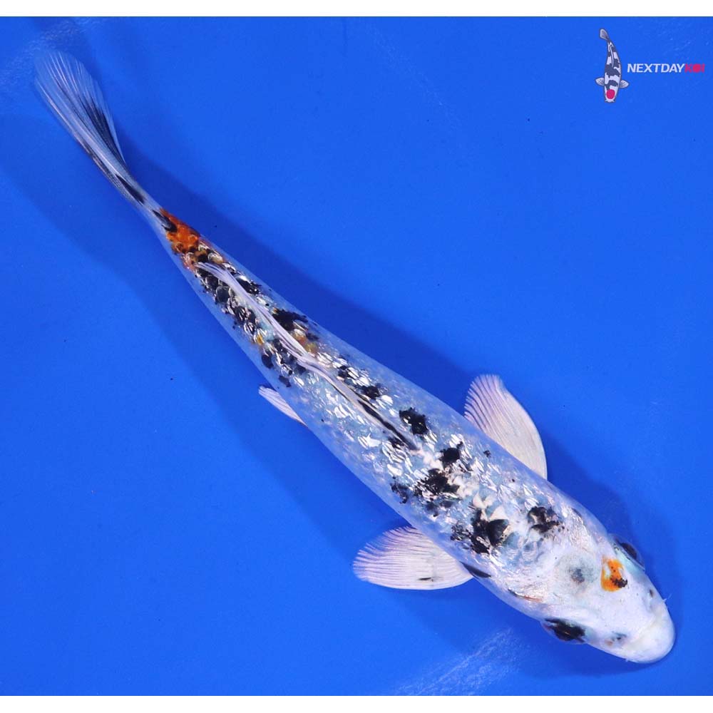 5” Imported Gin Rin Yamato Nishiki