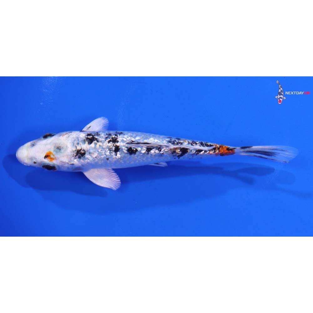 5” Imported Gin Rin Yamato Nishiki