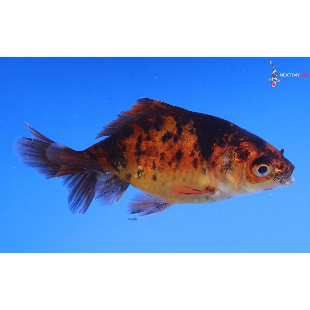 3” Imported Calico Wakin