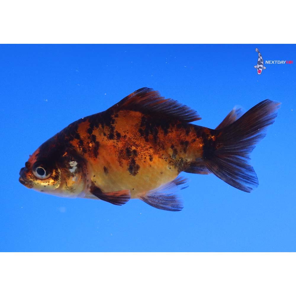 3” Imported Calico Wakin