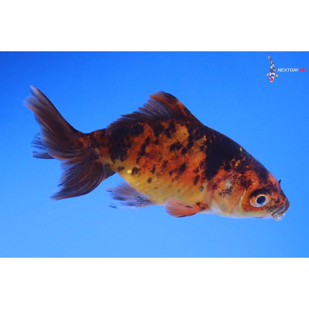 3” Imported Calico Wakin