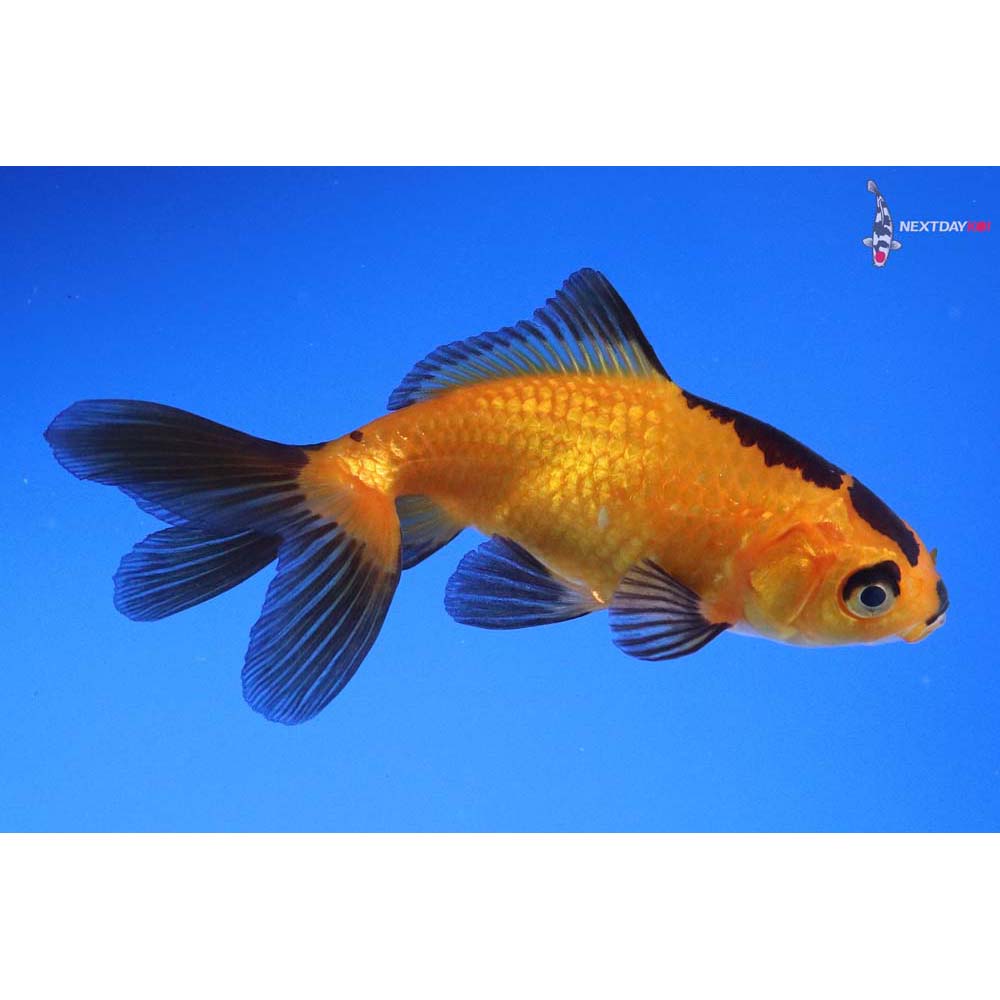 3.5” Imported Yellow and Black Wakin