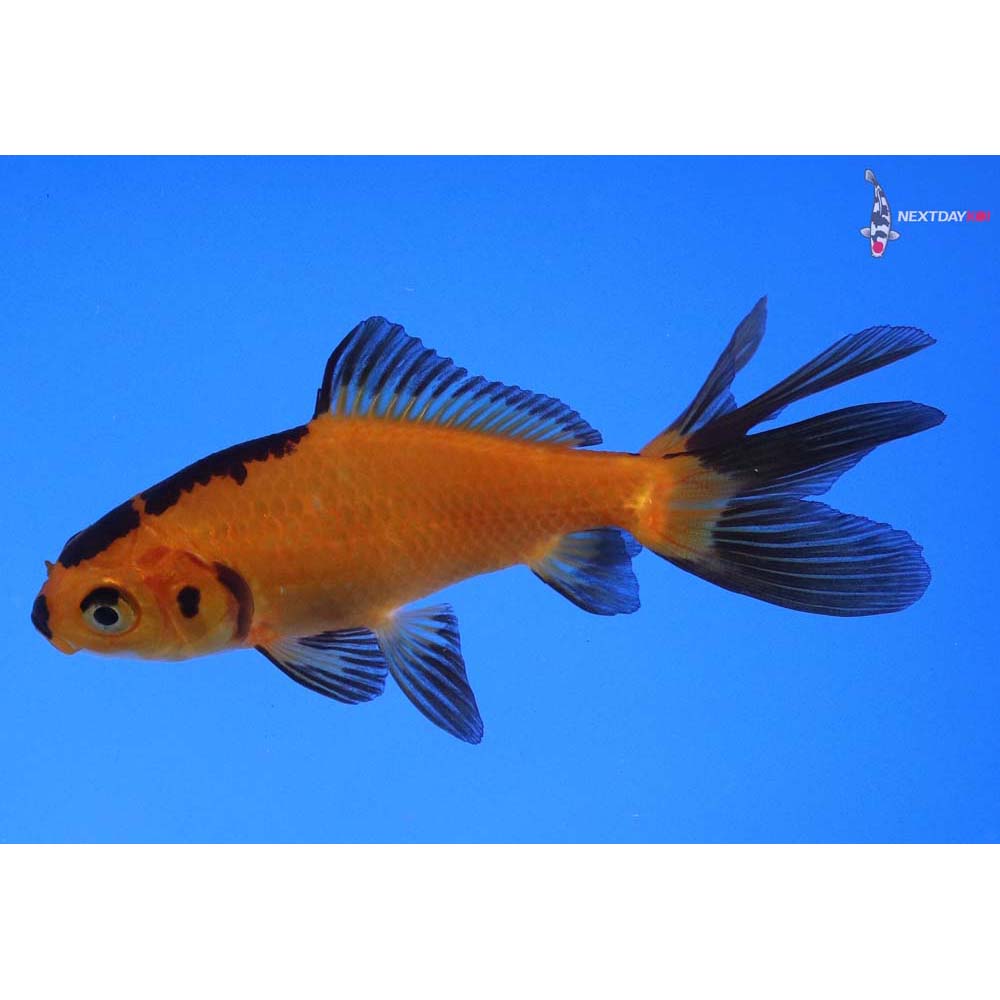 3.5” Imported Yellow and Black Wakin