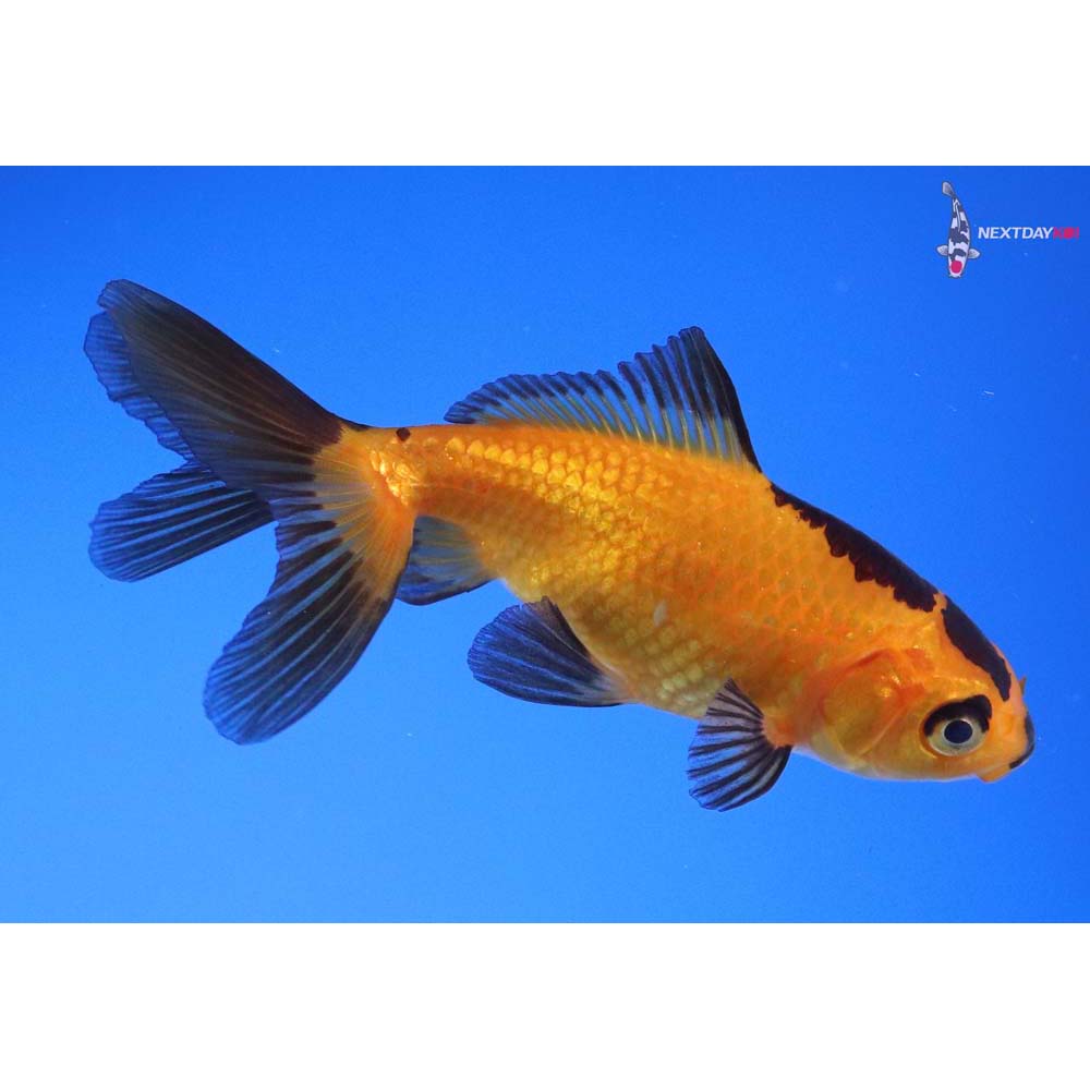 3.5” Imported Yellow and Black Wakin