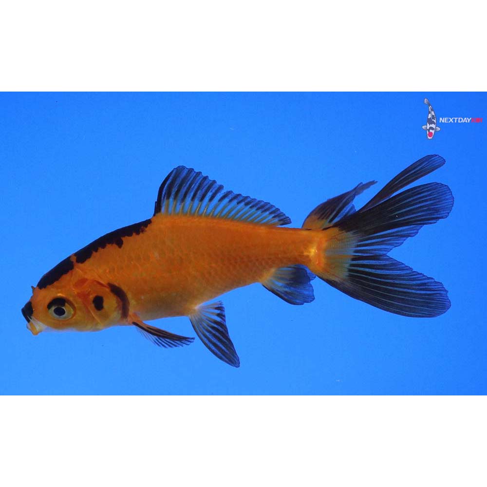 3.5” Imported Yellow and Black Wakin