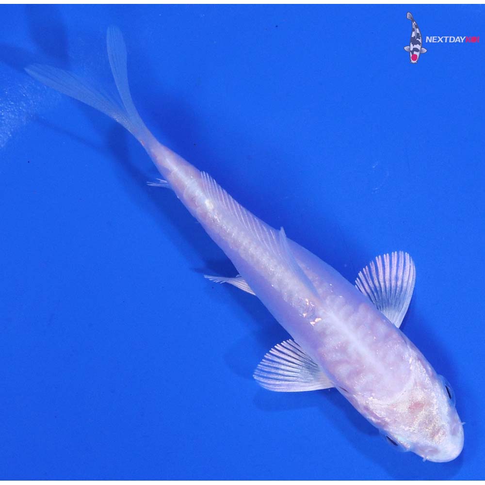 3” Imported Doitsu Platinum Ogon