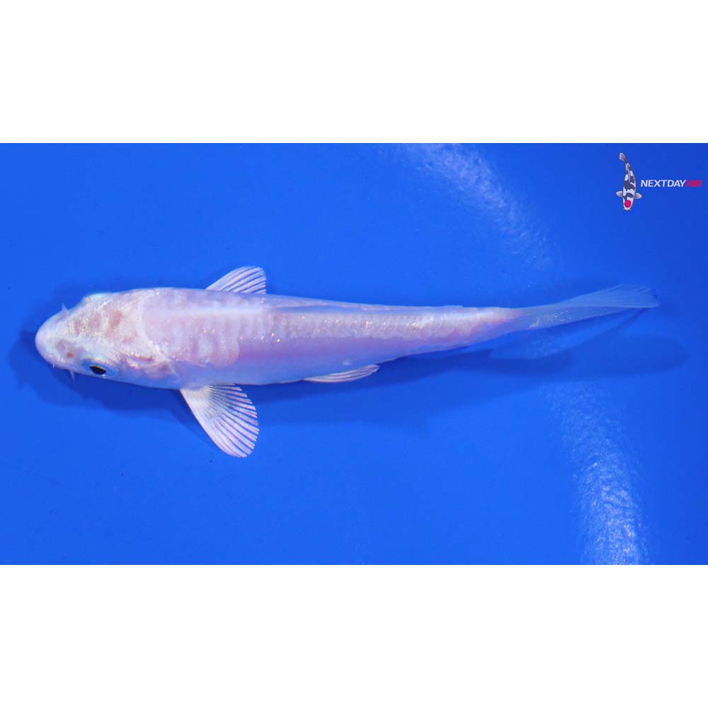 3” Imported Doitsu Platinum Ogon