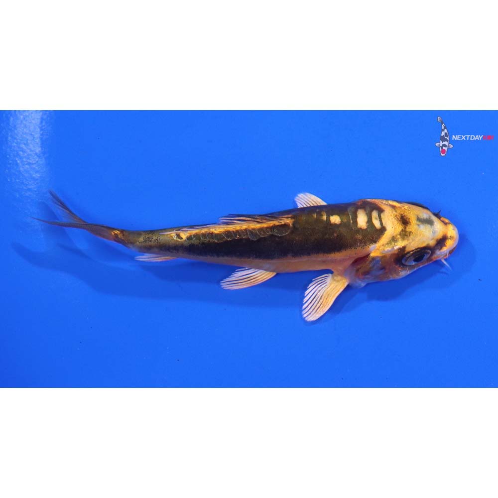 3.5” Imported Kin Kikokuryu