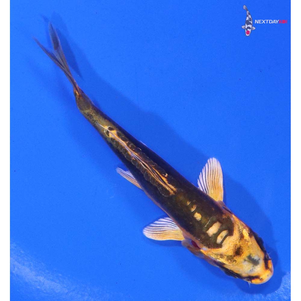 3.5” Imported Kin Kikokuryu