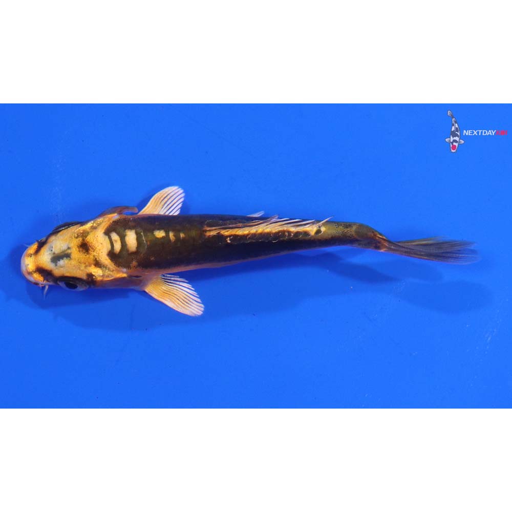 3.5” Imported Kin Kikokuryu