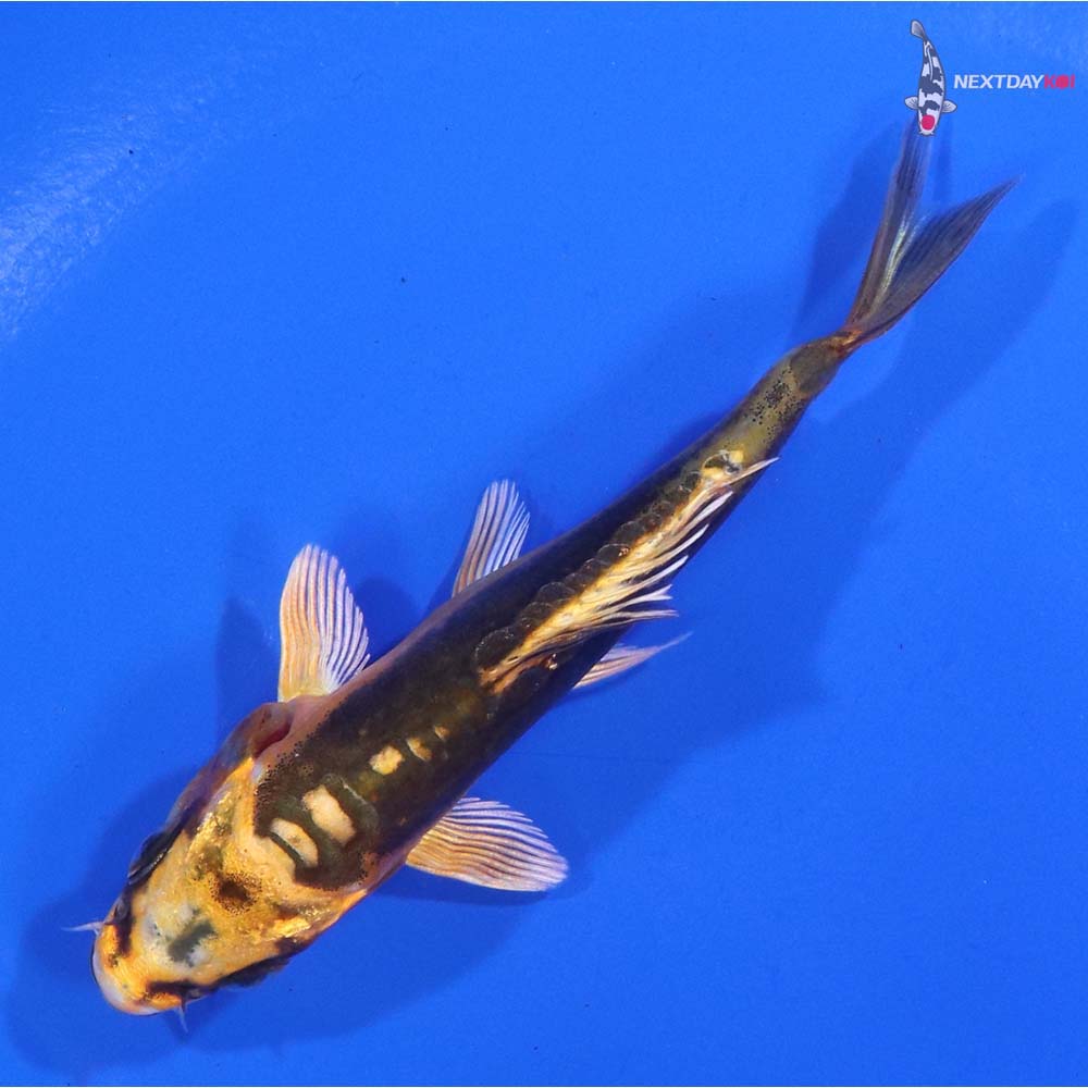 3.5” Imported Kin Kikokuryu