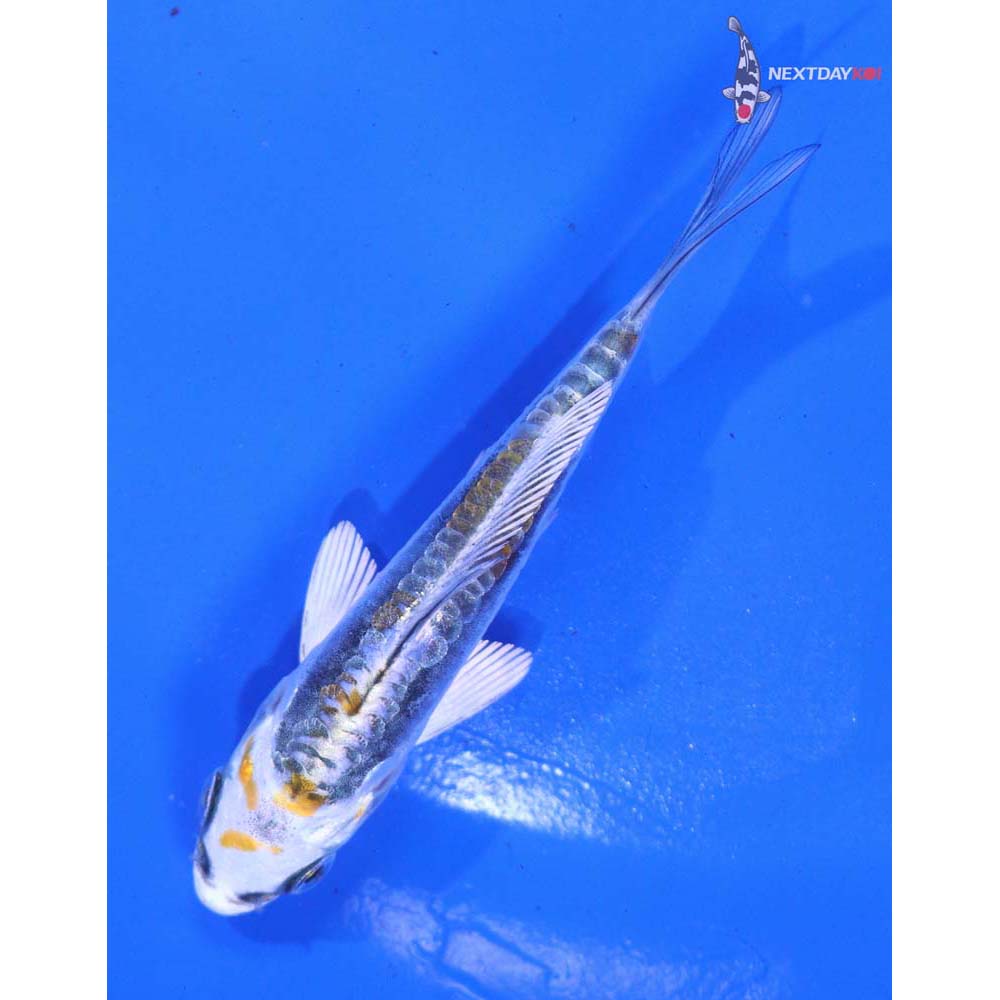 3.5” Imported Kin Kikokuryu