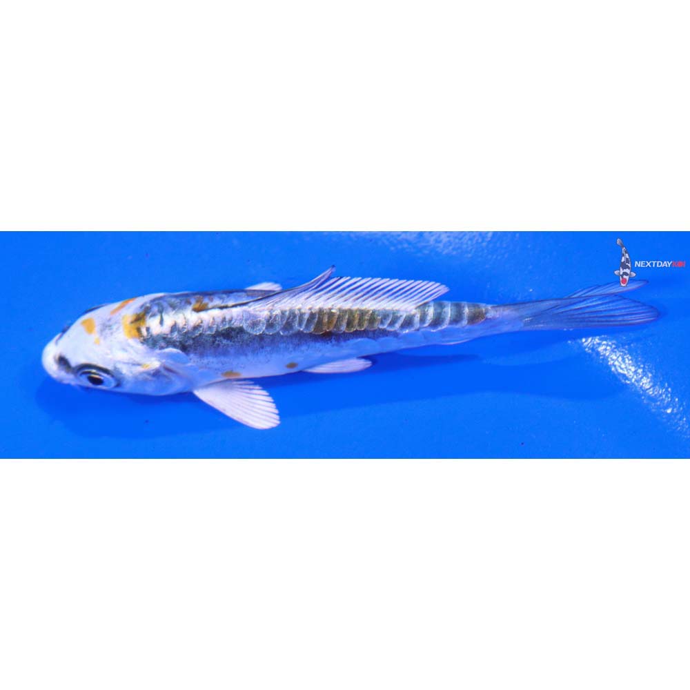 3.5” Imported Kin Kikokuryu