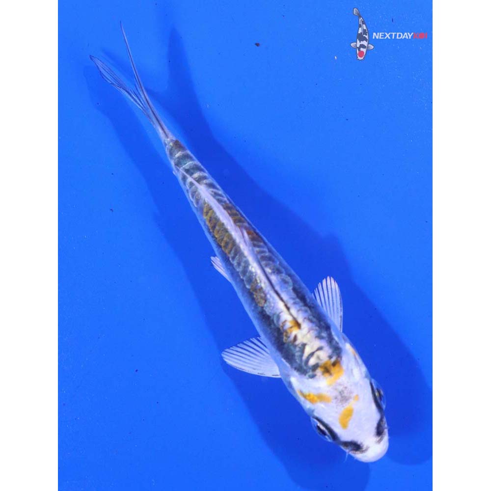 3.5” Imported Kin Kikokuryu